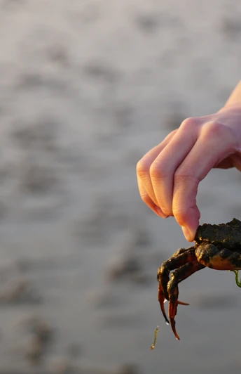 Wattwanderung vor Schillig