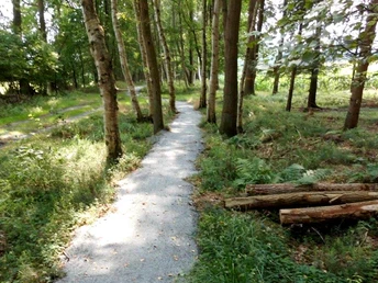 Waldstück auf dem Wanderweg Ooler Schoolpad