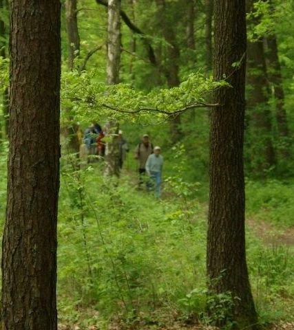 Wingst Wandergruppe Sommer im Wald