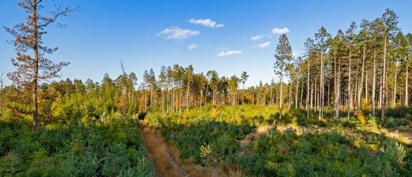 Wingst offener Wald