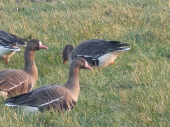 Gänse am Flögelner See