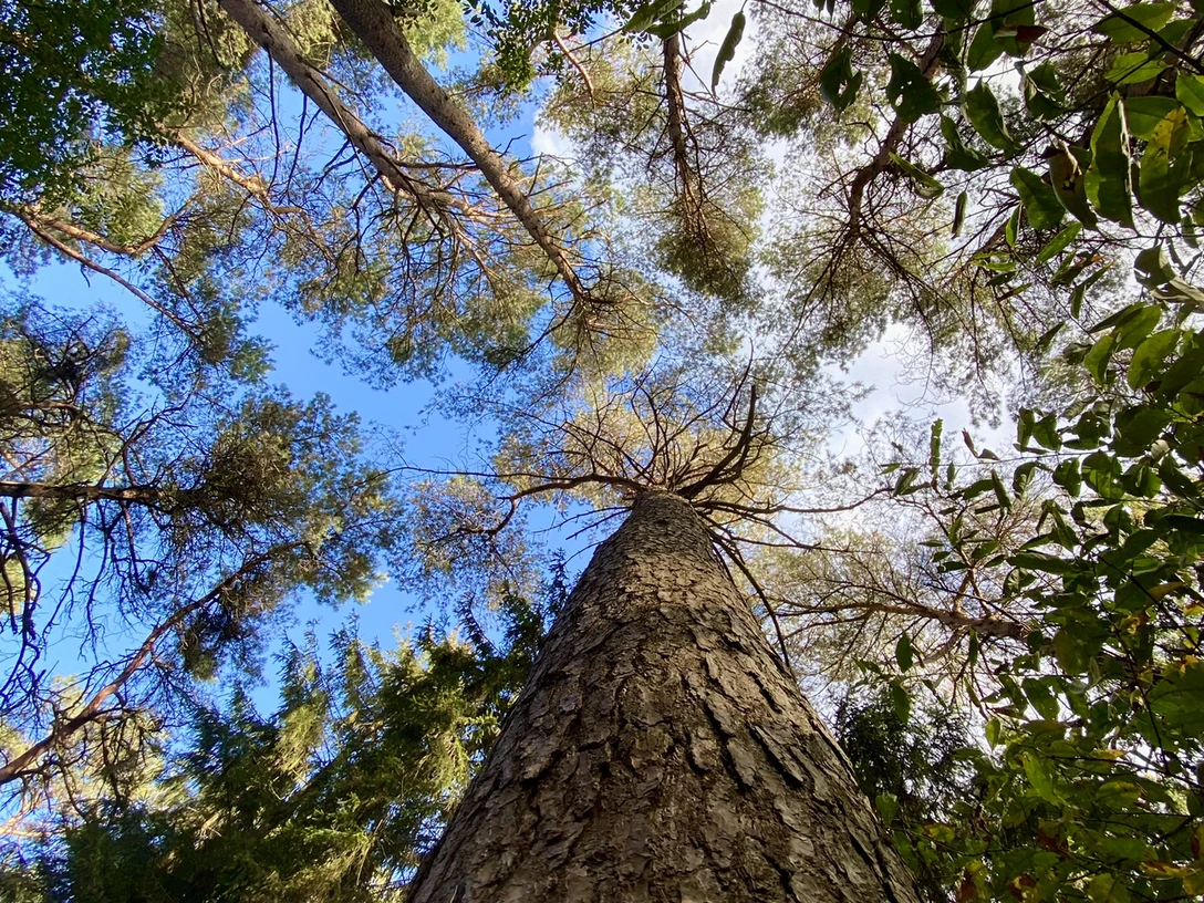 Wanderung Hümmling-Pfad Tinner Loh – Familienausflug im Herbst ©Naturpark Moor-Veenland (7).jpeg