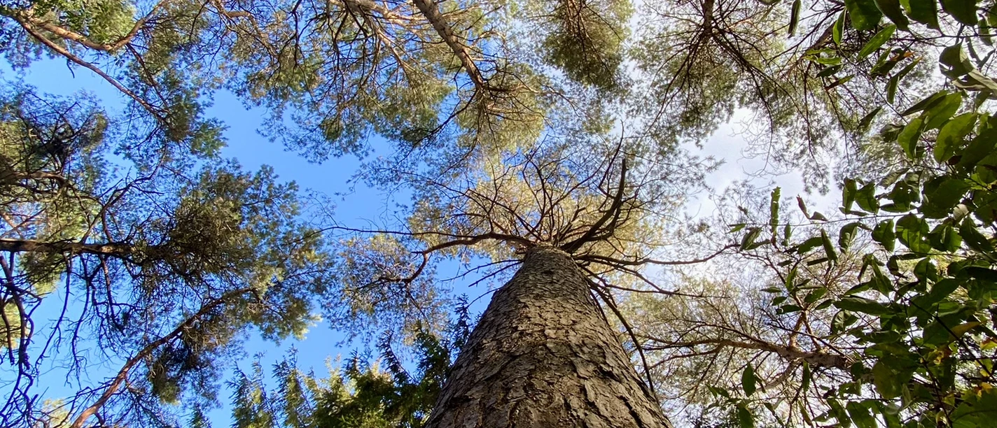 Wanderung Hümmling-Pfad Tinner Loh – Familienausflug im Herbst ©Naturpark Moor-Veenland (7).jpeg Blick aus der Froschperspektive auf hohe Bäume im herbstlichen Wald mit blauem Himmel und Sonnenlicht.