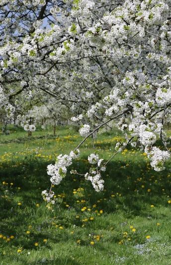 Blüte an der Obst und Hofladenrunde