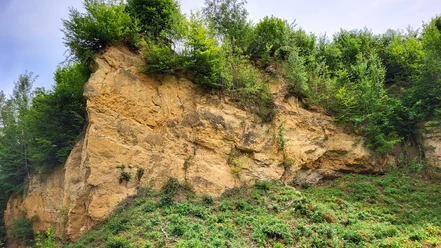 poi-1_doberg-steilhang.jpg Steiler Hang aus Sandstein in natürlicher Umgebung, bewachsen mit Bäumen und Sträuchern oben.