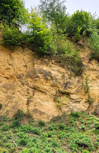 poi-1_doberg-steilhang.jpg Steiler Hang aus Sandstein in natürlicher Umgebung, bewachsen mit Bäumen und Sträuchern oben.