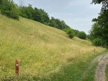 POI-2a_Trockenrasen.jpg Trockenrasenlandschaft mit steilem Hang, dichtem Gras und vereinzelten Bäumen unter bewölktem Himmel.