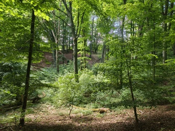 Buchenwald mit hohen, schlanken Stämmen und dichtem Laubdach, Sonnenlicht dringt sanft durch die Bäume.