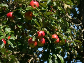Apfelbaum