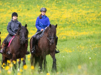stockhornhof-reiten-pferde-gruppe-wiese-blumen.jpg