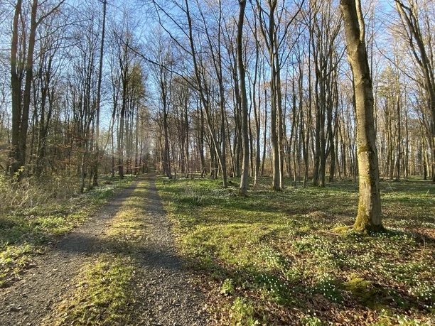 Dagobertshausen 4