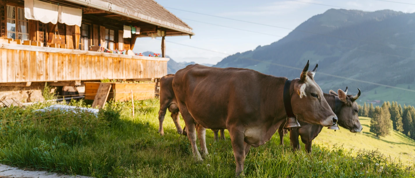 Landwirtschaft_Alp Schlacht_Sörenberg_Laila Bosco (56).jpg