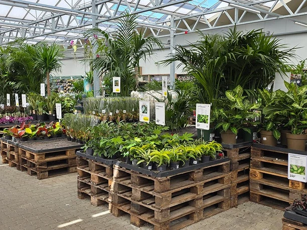 BilligBlomst-Sønderborg-stor-og-små-planter-2