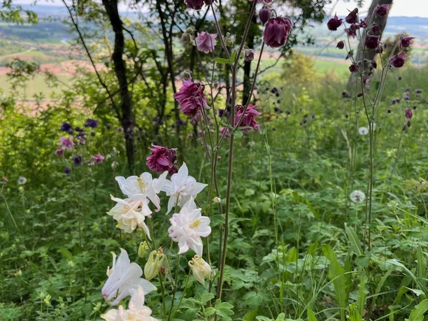 Akelei auf dem Altendorfer Berg