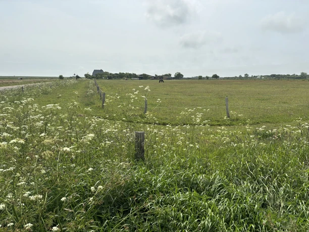 Reitschule Olivenhof Pferdeweide