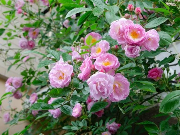 Offener-Rosengarten-Bolz.jpg