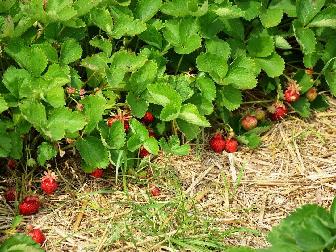 Erdbeerfeld zum Selbstpflücken in Salzgitter-Lesse