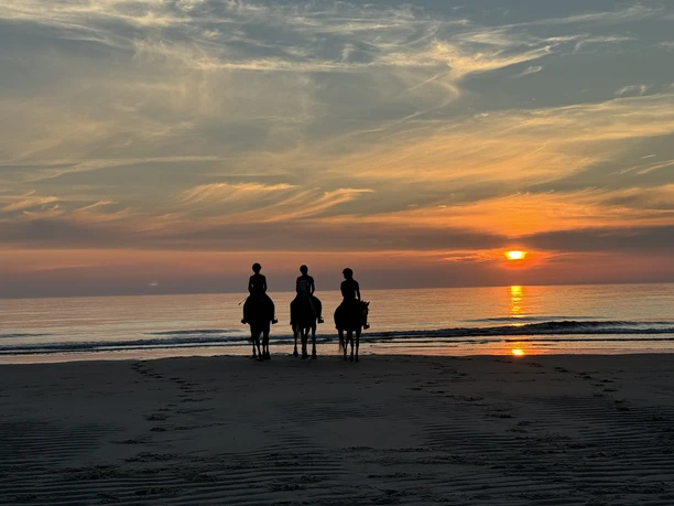Pferde am Strand bei Sonnenuntergang.jpeg