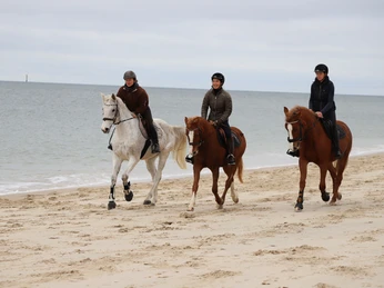 Ausritt am Strand.jpeg