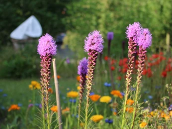 Skulpturengarten 2 DIETLIND PETZOLD.JPG