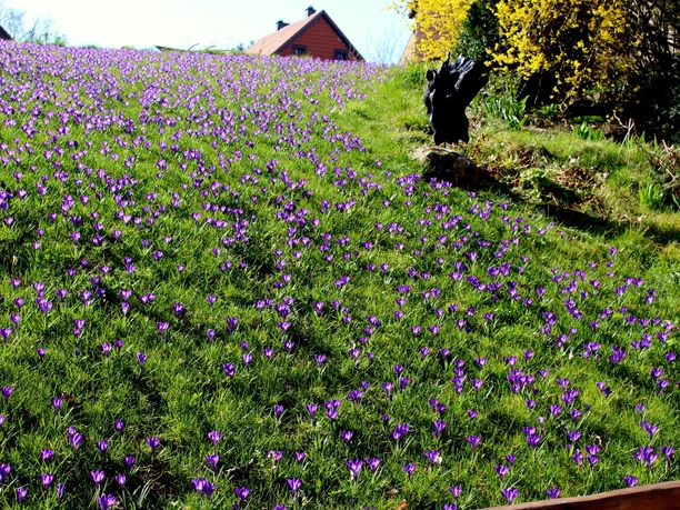 Skulpturengarten 8 DIETLIND PETZOLD.JPG