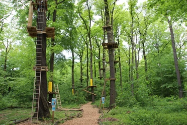 Kletterwald Königstein Königstein klimbos met hoge platforms en ladders op bomen, omgeven door dicht groen gebladerte; rustige en avontuurlijke sfeer.