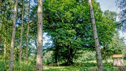 Spahner Buche, Spahnharrenstätte ©Naturpark Hümmling (1).jpg Große Buche im lichten Wald mit grüner Wiese und Insektenhotel unter blauem Himmel.
