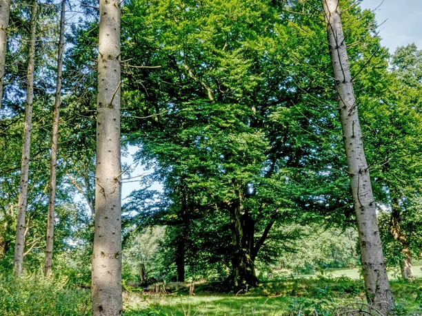 Spahner Buche, Spahnharrenstätte ©Naturpark Hümmling (1).jpg Große Buche im lichten Wald mit grüner Wiese und Insektenhotel unter blauem Himmel.
