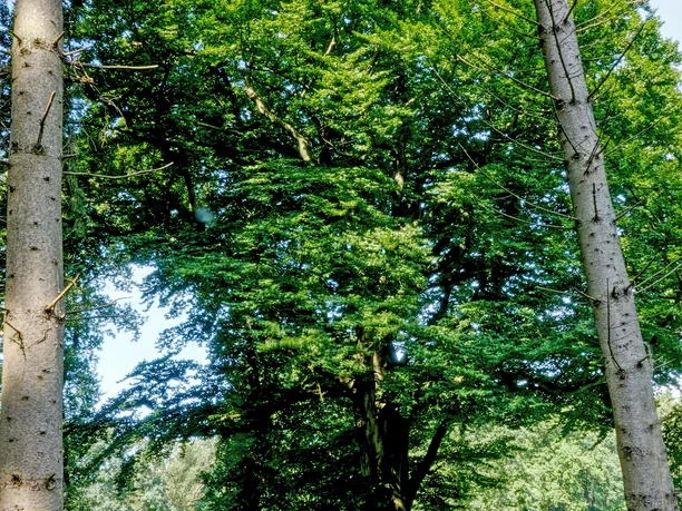 Spahner Buche, Spahnharrenstätte ©Naturpark Hümmling (2).jpg Große, alte Buche im lichten Wald mit grünem Blätterdach und sonnenbeschienenem Grasboden
