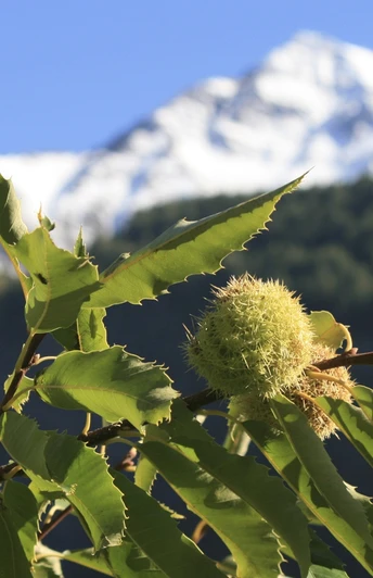 Themenweg Kastanienselve Salzgäb
