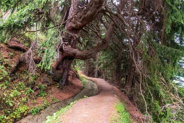 Bergwasser Rosswald