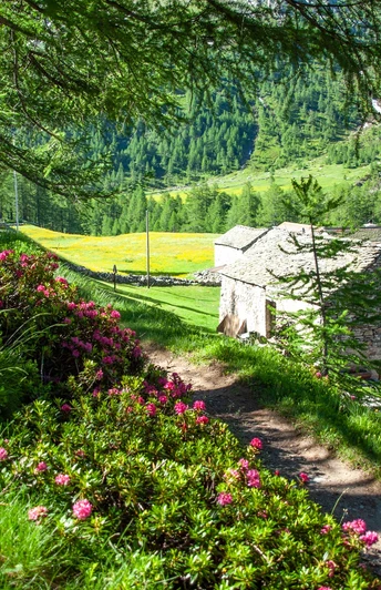 Nideralpe-Chlusmatte Simplon