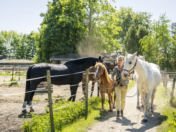 Reitschule Mechtersen Pferde auf dem Hof der Reitschule Mechtersen
