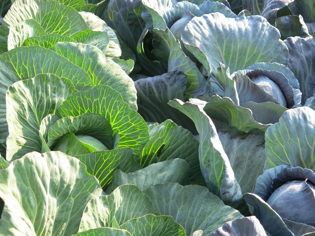 Kohltage Dithmarschen