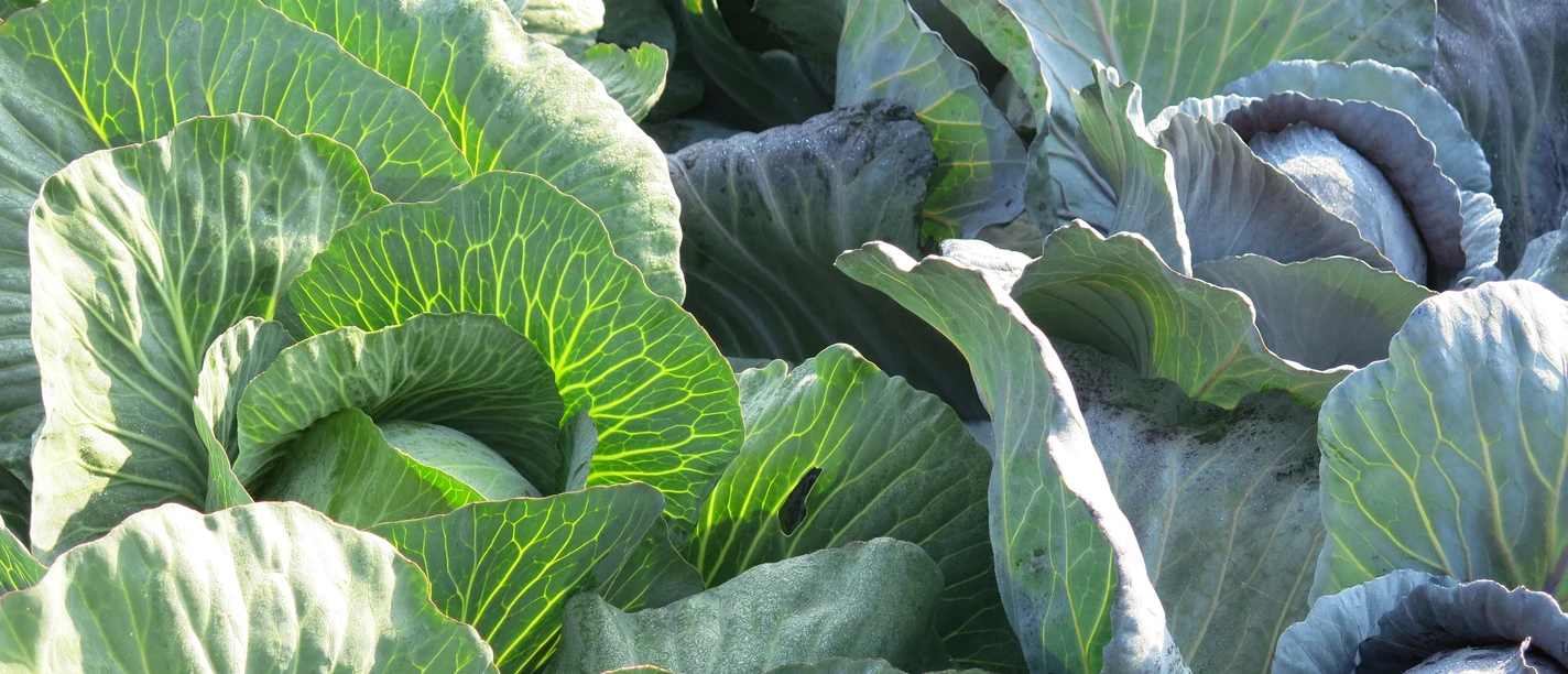 Kohltage Dithmarschen