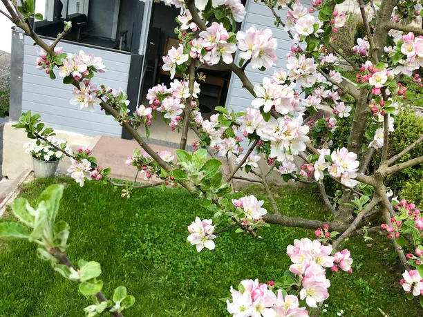 Ferienwohnung Seerose