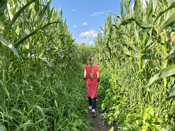 Maislabyrinth Meutstege in Haren (Ems) - Sommer2021 ©Naturpark Moor-Veenland (2).JPEG Kind mit rotem Kleid geht auf schmalem Pfad durch hohes Maisfeld unter blauem Sommerhimmel.