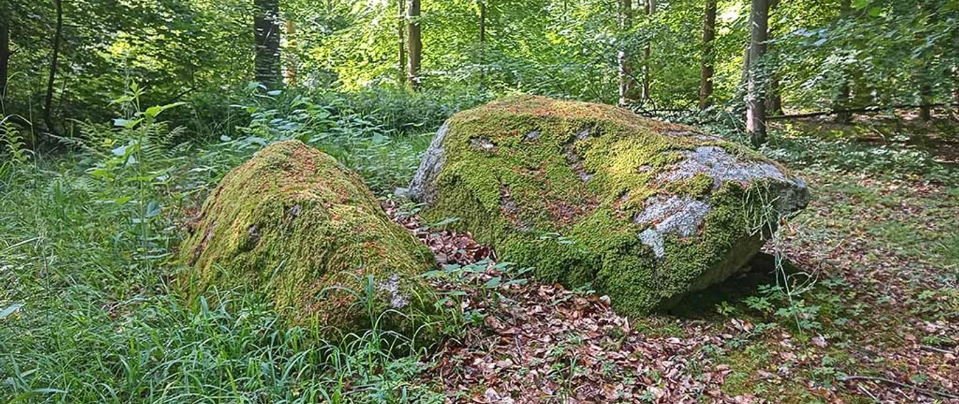 Stinnes-Dørnsk-Nørreskoven-Als©Conni-Ernst-(1)