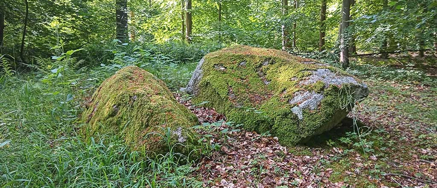 Stinnes-Dørnsk-Nørreskoven-Als©Conni-Ernst-(1)