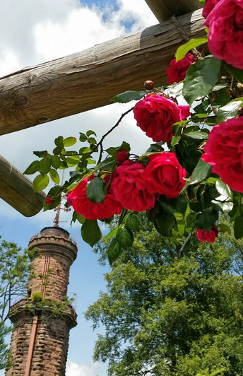 Der Friedrichsturm zur Rosenblüte