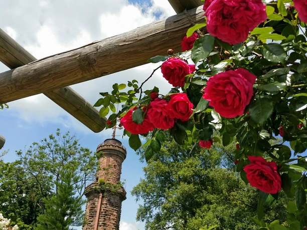 Der Friedrichsturm zur Rosenblüte