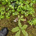 Junge Bäume_Sarah Schmidt.jpg Junge Eichenpflanze auf moosigem Waldboden neben Schuhspitzen und frischem Unterwuchs