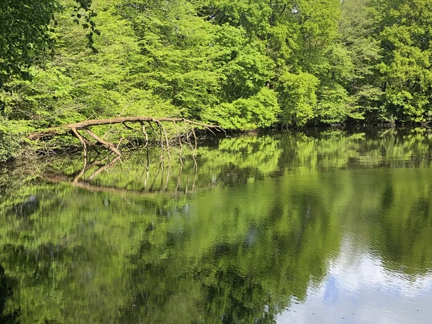 Rundteichbrücke Ein ruhiger Teich spiegelt den blauen Himmel und das üppige Grün der umliegenden Bäume wider.