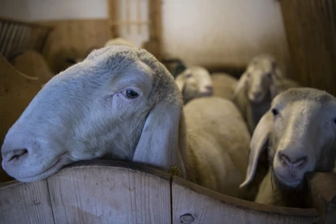 Werdenfelser Schafwoll-Laden Weiße Schafe ruhen eng beieinander in einem Stall, einige schauen zur Kamera.