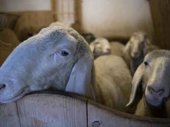 Werdenfelser Schafwoll-Laden Weiße Schafe ruhen eng beieinander in einem Stall, einige schauen zur Kamera.
