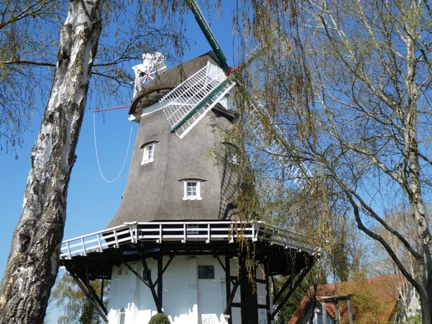 Achimer Windmühlen Historic windmill with thatched roof and white wings, surrounded by leafless birch trees in the fall.