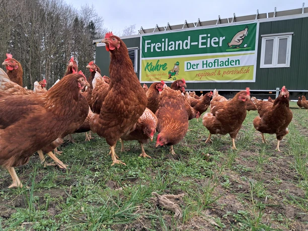 Hühner scharren auf einer grünen Wiese vor einem mobilen Hühnerstall mit Werbung für Freiland-Eier.