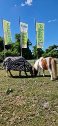 Pferde und Fahnen auf Wiese
