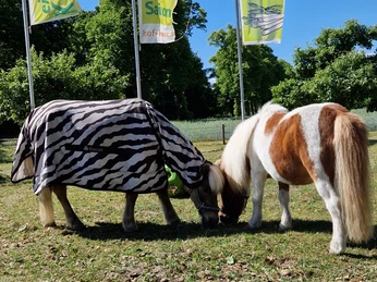 Wiese.jpg Pferde und Fahnen auf Wiese