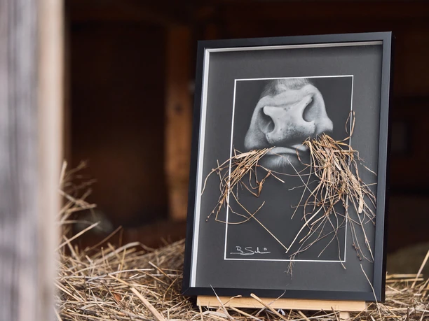 Tierporträt von Birgit Sailer Rahmenbild von Kuhnase mit Halmen, auf Stroh stehend.